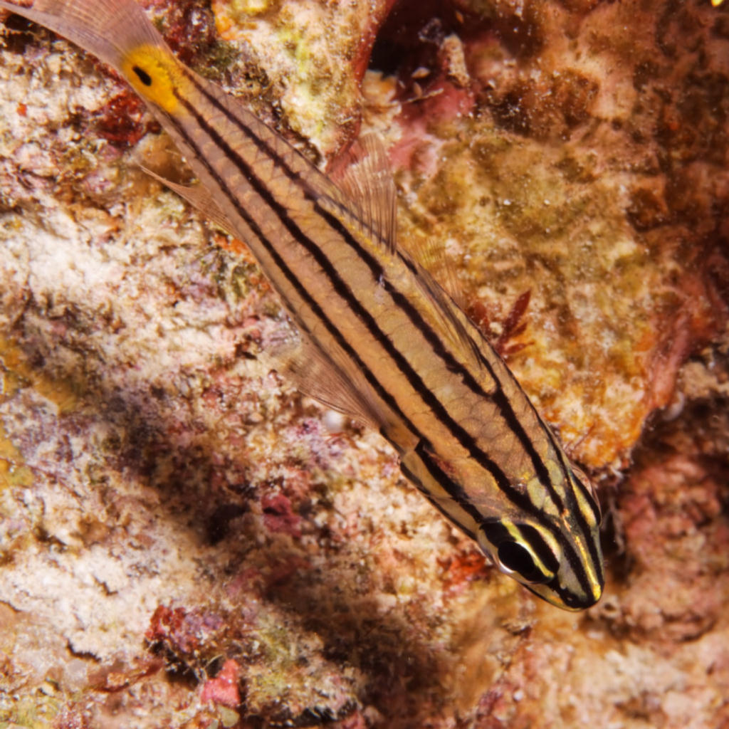 Apogon angustatus (Pesce cardinale striato)